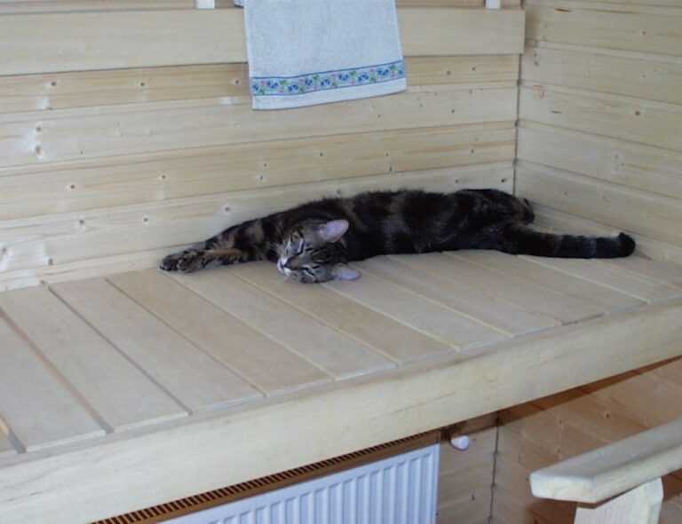 active learn parent guide fparentips