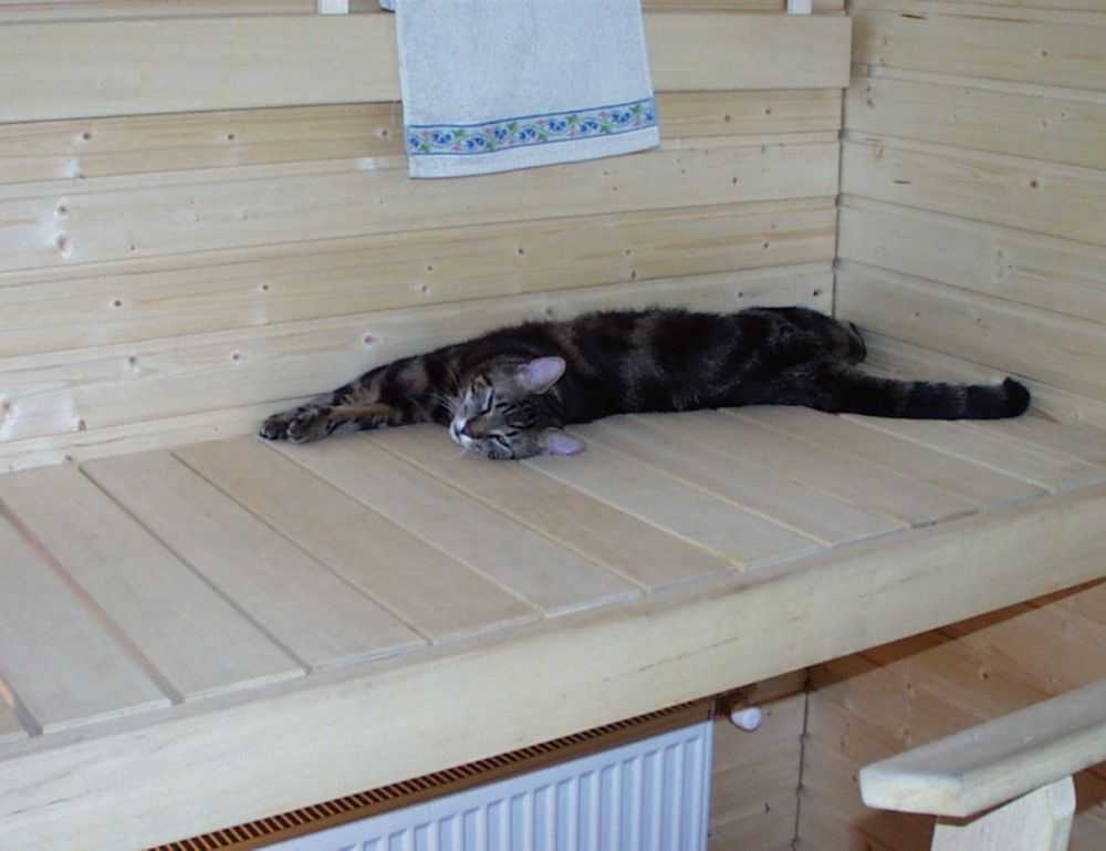 active learn parent guide fparentips