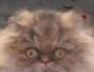 active learning guide fparentips