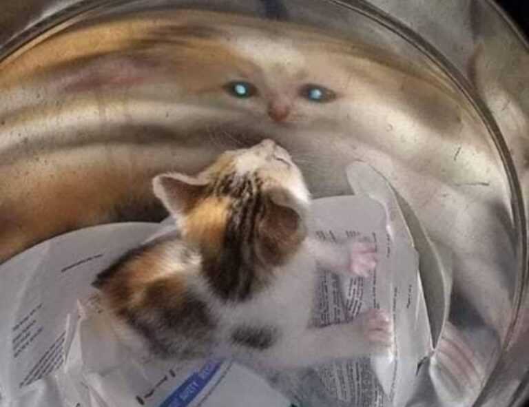 avoid toys with zodinatin