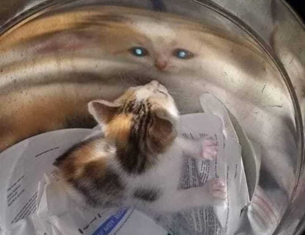 avoid toys with zodinatin