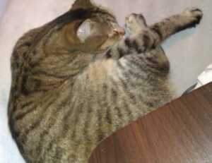 family advice convwbfamily