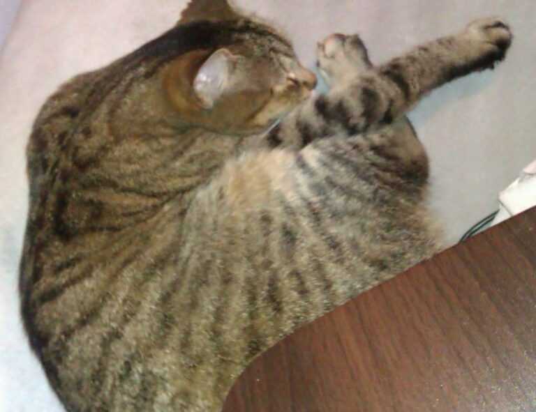 family advice convwbfamily