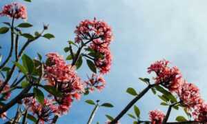 family education nitkaedu