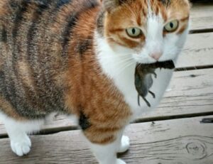 healthy hacks llblogfamily