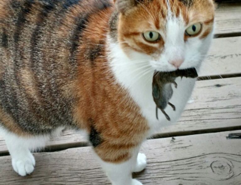 healthy hacks llblogfamily