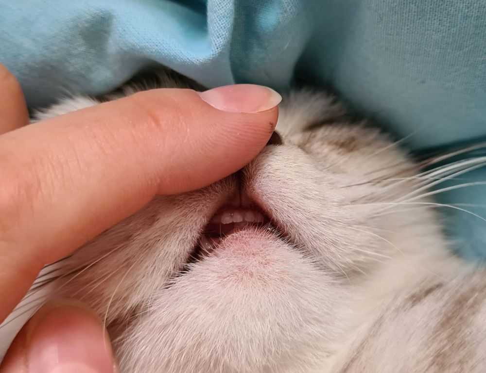 how much overdertoza video gaming for adults