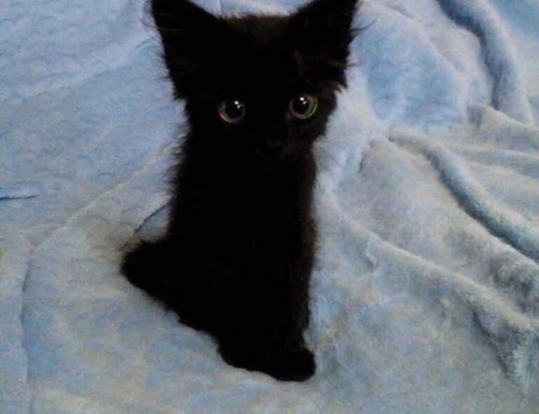 how to parent convwbfamily