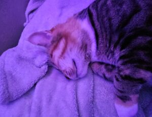 nutritional advice llblogfamily