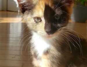 parenting tips convwbfamily