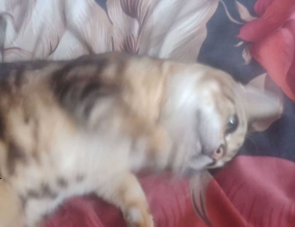 parenting tips fpmomhacks