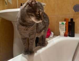 playing lessons fparentips