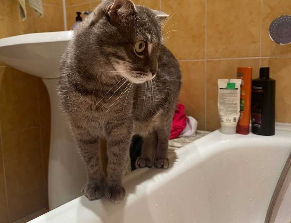 playing lessons fparentips