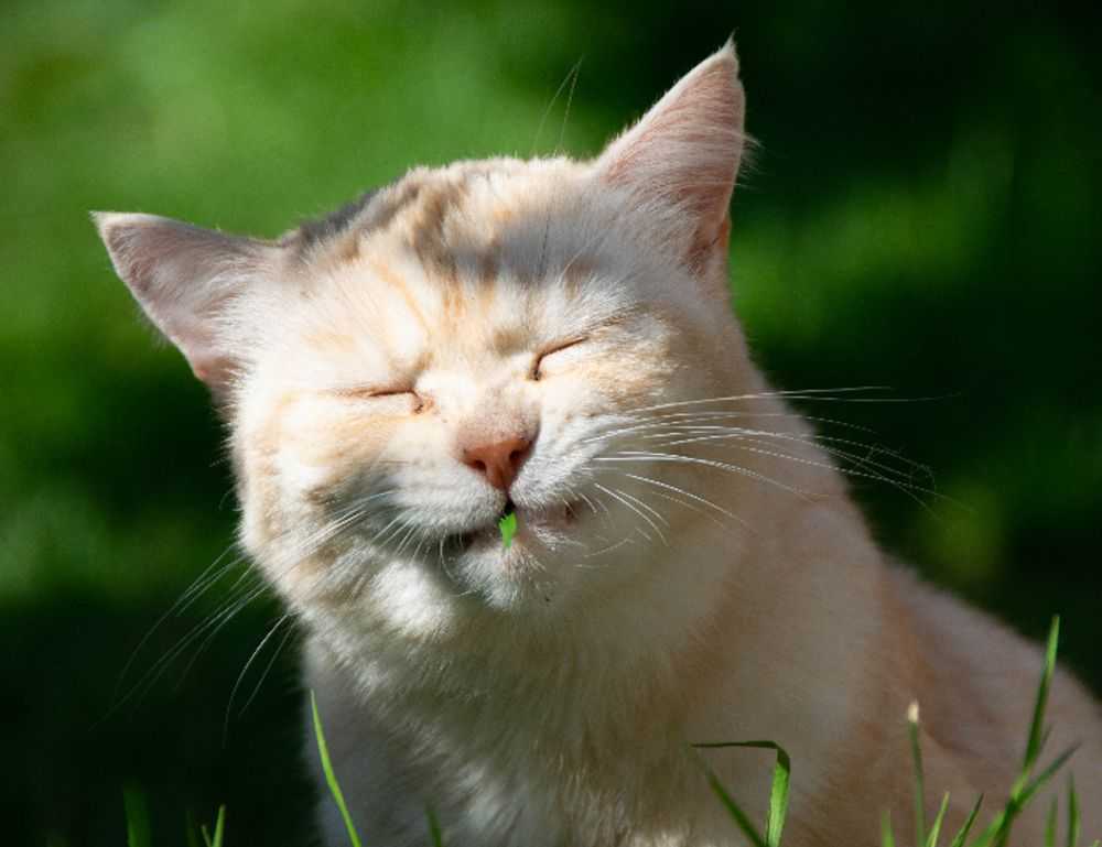 school education nitkaedu