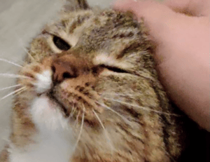 should i use endbugflow software for making music