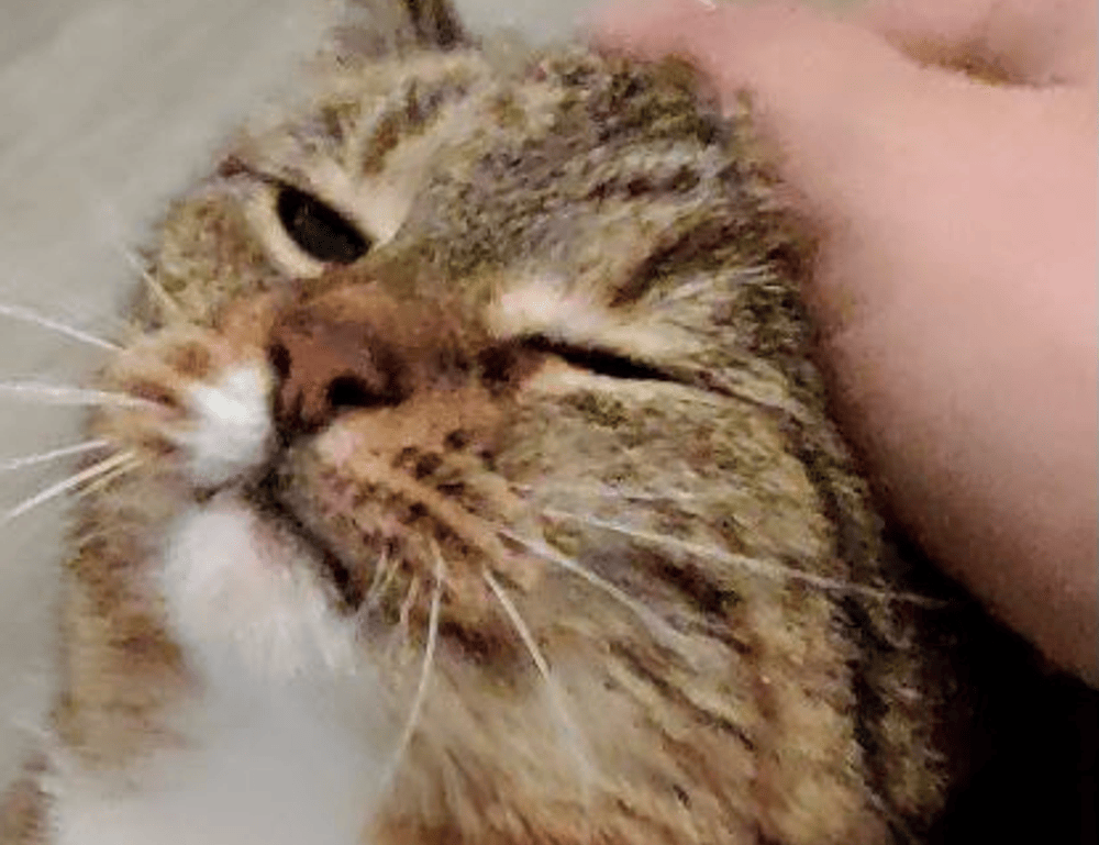 should i use endbugflow software for making music