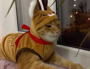 what to serve with zavagouda