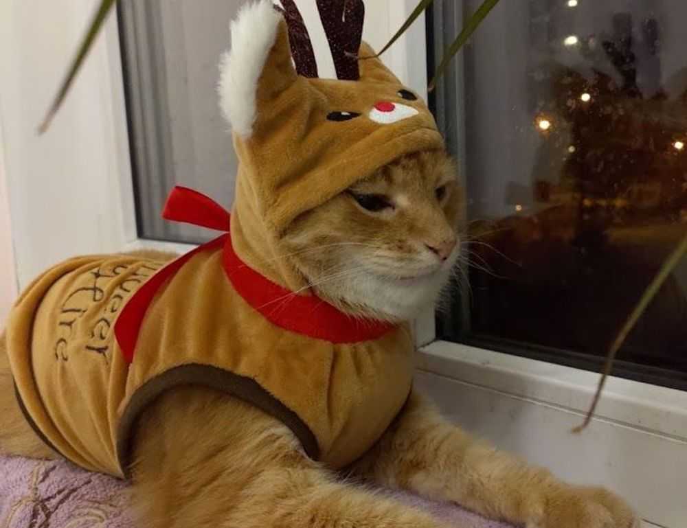 what to serve with zavagouda